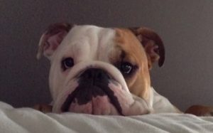 dog, home, adoption, invention, Story, Adorable,