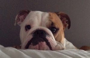 dog, home, adoption, invention, Story, Adorable,