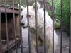 Circus, polar Bear, Wild, Anmials, Story, Rescue,