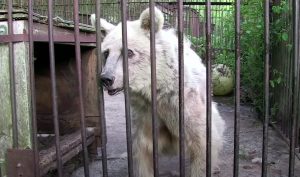 Circus, polar Bear, Wild, Anmials, Story, Rescue,