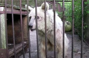 Circus, polar Bear, Wild, Anmials, Story, Rescue,