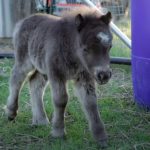 Adorable Miniature Horse