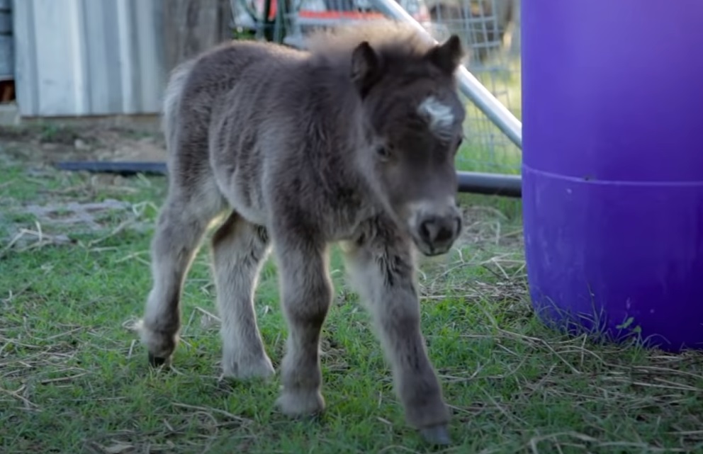 Miniature, Horse, babies, Animals, Adorable, Cute,