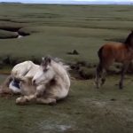 Pony and foal rescue