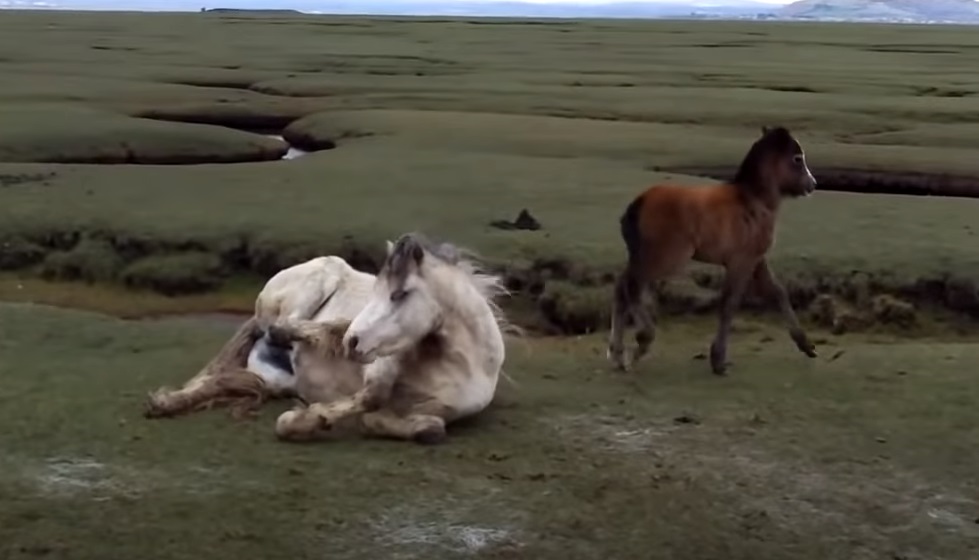 Foal, Mother, horse, touching, inspiring, rescue,