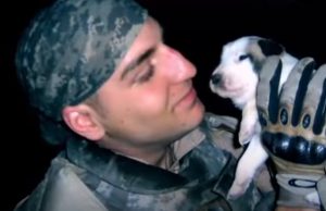 Dogs, adoption, heartbroken, Story, Miracle, Puppies,
