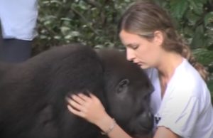 ,does a gorilla weigh,do gorillas swing on vines,do gorillas sweat,do gorillas live in the rainforest,do gorillas live in africa,do gorillas have tails,do gorillas eat meat,do gorillas eat bananas,do gorillas climb trees,difference between ape and gorilla,cross river gorilla,could a human fight a gorilla,could a gorilla raise a human baby,could a gorilla kill a lion,could a gorilla kill a human,could a gorilla kill a bear,could a gorilla impregnate a human,can you see the dancing gorilla,can gorillas swim,can a gorilla kill a lion,can a gorilla deadlift,bear vs gorilla,attack gorilla,about gorilla glue,about gorilla glass,a silverback gorilla,a lion vs a gorilla,a baby gorilla,apes breeding,apes are monkeys,apes animal,apes and monkeys,apes and humans,apes and great apes,apes and gorillas,apes algoma,apes acronym,apes a poppin,a new planet of the apes movie,a bathing apes,do jungle camps have armor,do jungles have winter,do jungles have bears,can jungle juice kill you,are jungles humid,are jungle worms real,are jungles rainforests,jungle cat,jungle jam,jungle drum,a jungle animal's life,a jungle story,jungle animal pictures,jungle animals,jungle fever,jungle island,animals in the jungle,an jungle juice,about neon jungle,animal,girl,grows up,two gorillas,gorilla,storie,true storie,best video,kids,speechless,reunion,a rumble in the jungle,