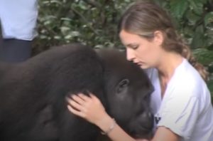 ,does a gorilla weigh,do gorillas swing on vines,do gorillas sweat,do gorillas live in the rainforest,do gorillas live in africa,do gorillas have tails,do gorillas eat meat,do gorillas eat bananas,do gorillas climb trees,difference between ape and gorilla,cross river gorilla,could a human fight a gorilla,could a gorilla raise a human baby,could a gorilla kill a lion,could a gorilla kill a human,could a gorilla kill a bear,could a gorilla impregnate a human,can you see the dancing gorilla,can gorillas swim,can a gorilla kill a lion,can a gorilla deadlift,bear vs gorilla,attack gorilla,about gorilla glue,about gorilla glass,a silverback gorilla,a lion vs a gorilla,a baby gorilla,apes breeding,apes are monkeys,apes animal,apes and monkeys,apes and humans,apes and great apes,apes and gorillas,apes algoma,apes acronym,apes a poppin,a new planet of the apes movie,a bathing apes,do jungle camps have armor,do jungles have winter,do jungles have bears,can jungle juice kill you,are jungles humid,are jungle worms real,are jungles rainforests,jungle cat,jungle jam,jungle drum,a jungle animal's life,a jungle story,jungle animal pictures,jungle animals,jungle fever,jungle island,animals in the jungle,an jungle juice,about neon jungle,animal,girl,grows up,two gorillas,gorilla,storie,true storie,best video,kids,speechless,reunion,a rumble in the jungle,