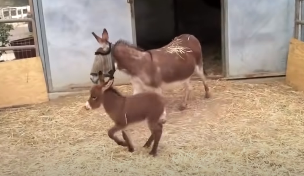 Adorable ,Babies, Donkey, farm, animals, Cute,