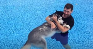 Pool, Cure, Therapy, Dogs, Husky, Animals,