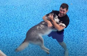 Pool, Cure, Therapy, Dogs, Husky, Animals,