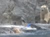 Zoo, Animals, bears, polar, swimming, rescue, mother,