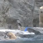 Polar Bear cub can’t swim