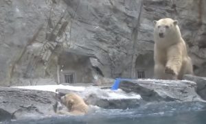 Zoo, Animals, bears, polar, swimming, rescue, mother,