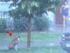 dog, animals, save life, heroic, storm, trending,