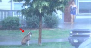 dog, animals, save life, heroic, storm, trending,