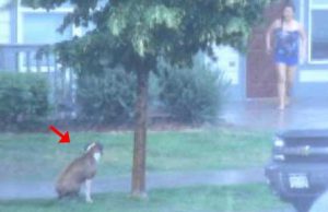 dog, animals, save life, heroic, storm, trending,