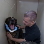 Police Dog Shot in Line of Duty