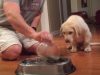 Puppy, Bowl, dinner, praying, adorable, animals, dogs,