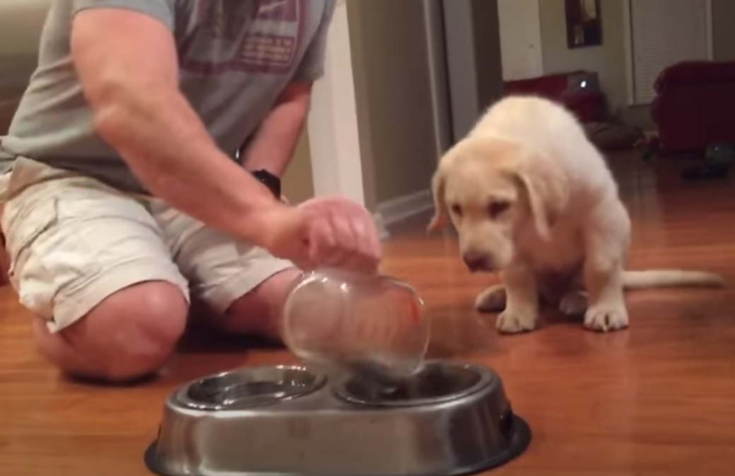 Puppy, Bowl, dinner, praying, adorable, animals, dogs,