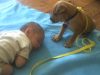 Dogs, Puppies, Adorable, Babies, sleeping, animals, babysitting,
