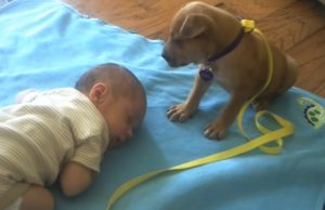 Dogs, Puppies, Adorable, Babies, sleeping, animals, babysitting,