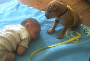 Dogs, Puppies, Adorable, Babies, sleeping, animals, babysitting,