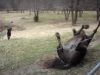 Animals, Friends, horses, Dogs, amazing, Playing, Happy,