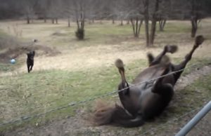 Animals, Friends, horses, Dogs, amazing, Playing, Happy,