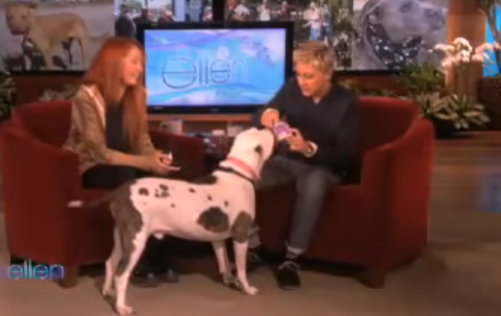 dog, guest, Ellen, Show, Pitbull, animals,