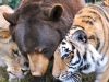 bear, tiger, lion, Friendship, Wild, Rescue Story, Animals,