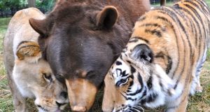 bear, tiger, lion, Friendship, Wild, Rescue Story, Animals,