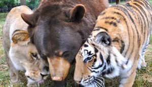 bear, tiger, lion, Friendship, Wild, Rescue Story, Animals,