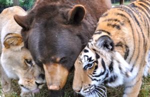 bear, tiger, lion, Friendship, Wild, Rescue Story, Animals,