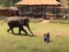 Elephants, Rescue, Animals, Friends, Love, Smart, Adorable,