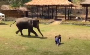 Elephants, Rescue, Animals, Friends, Love, Smart, Adorable,