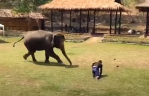 Elephants, Rescue, Animals, Friends, Love, Smart, Adorable,