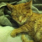 Frozen cat miraculously get a new life