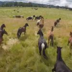 She gave freedom to more than 200 horses