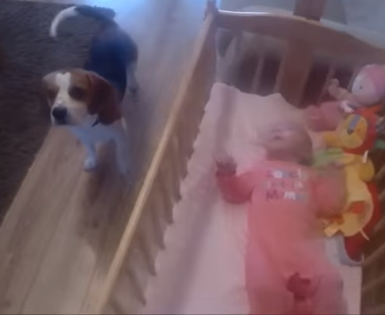 baby, dog, crib, adorable, animals, trending,