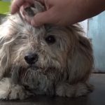 Homeless Dog get a shave for the first time