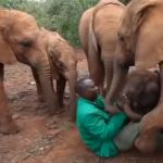 Orphaned Baby Elephant get a new family