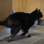 Disabled Cat can walk again after surgery