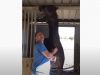 Horse, Animals, Farm, adorable, trending, awesome,