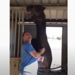 Lovely Horse get petted on the neck