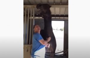 Horse, Animals, Farm, adorable, trending, awesome,