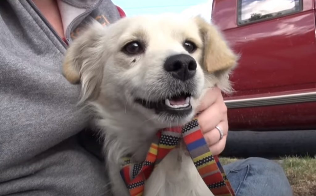 The Happiest Dog Rescue Story Ever : AmazingPandph