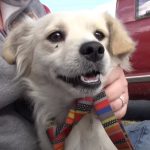 The Happiest Dog Rescue Story ever