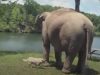 Elephant, animals, story, love, Oprah, friendship,