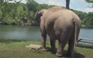 Elephant, animals, story, love, Oprah, friendship,
